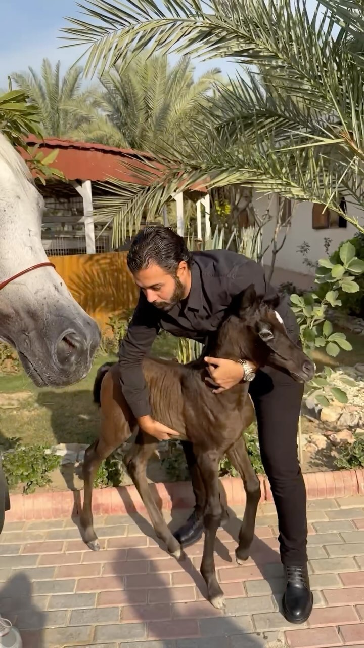 اخذت قلبى من مربط الوكيل بالعراق 🇮🇶