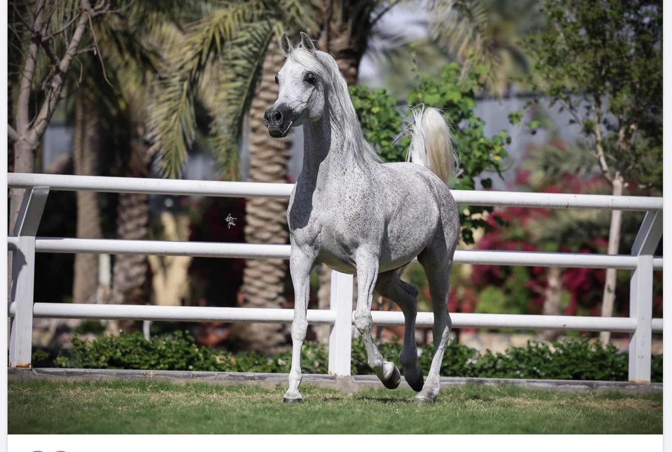 الإرث العراقي
