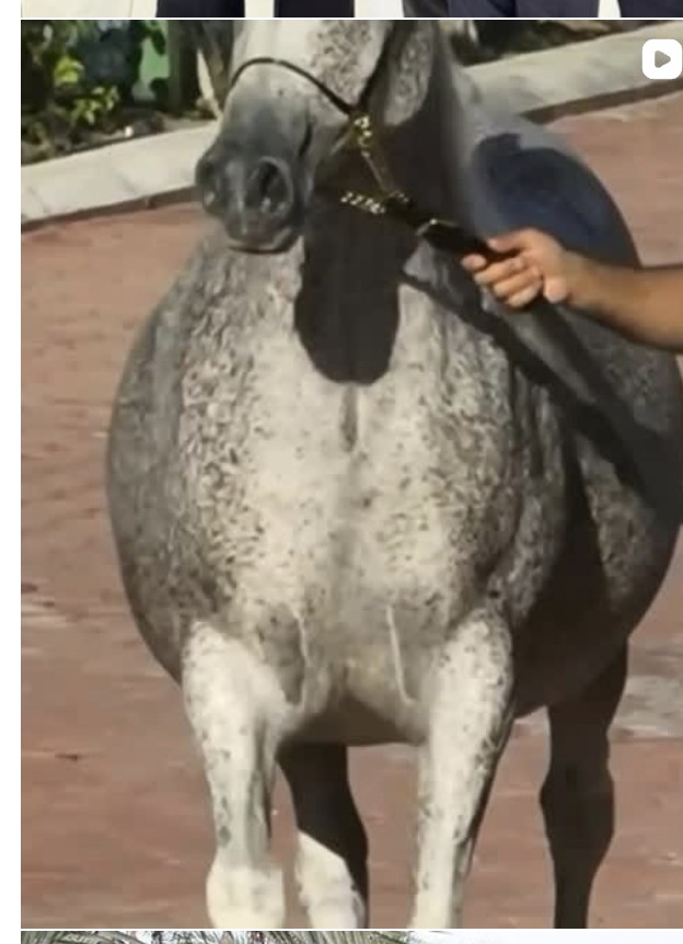 تفاصيل جمال الخيل العربية الأصيلة في مربط الوكيل